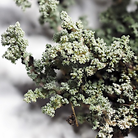 Stereocaulon tomentosum