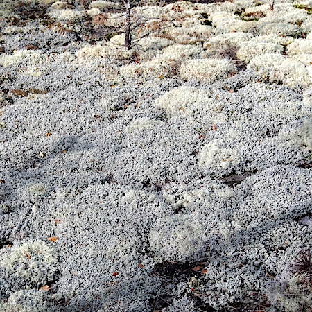 Stereocaulon tomentosum