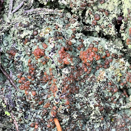 trapeliopsis granulata