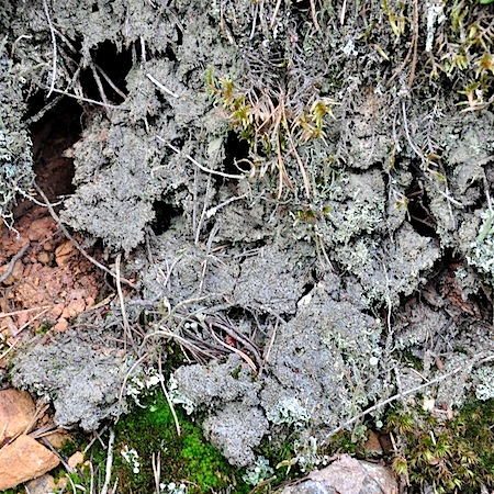 trapeliopsis granulata