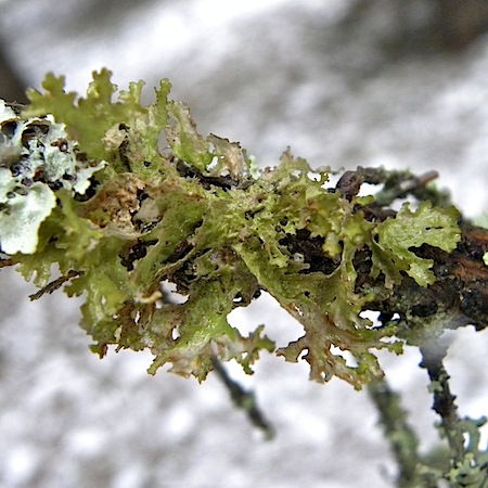 Tuckermannopsis chlorophylla