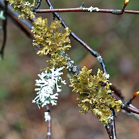 Tuckermannopsis chlorophylla
