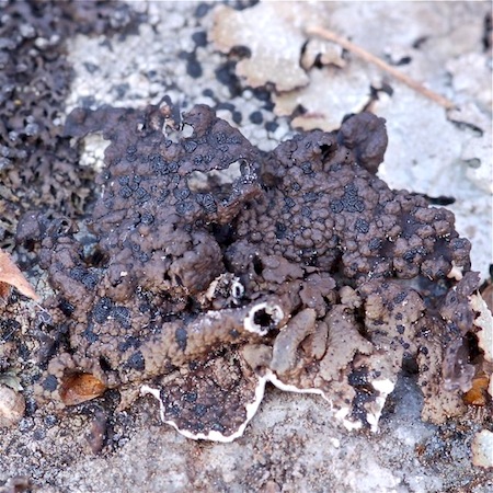 Umbilicaria hyperborea