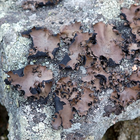 Umbilicaria polyphylla