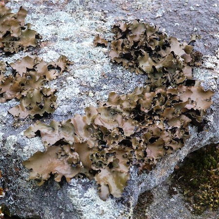 Umbilicaria polyphylla