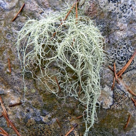 Usnea dasypoga