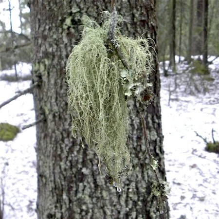 Usnea dasypoga