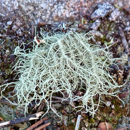 Usnea hirta