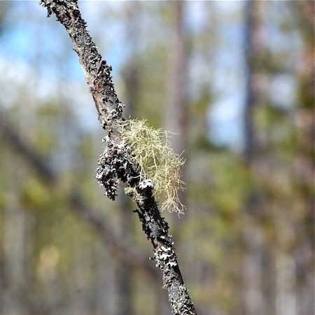 Usnea hirta