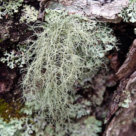 Usnea subfloridana