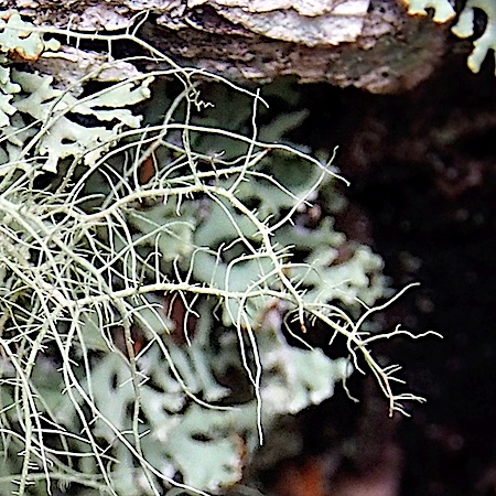 Usnea subfloridana