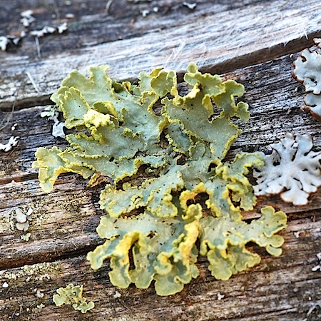 vulpicida pinastri
