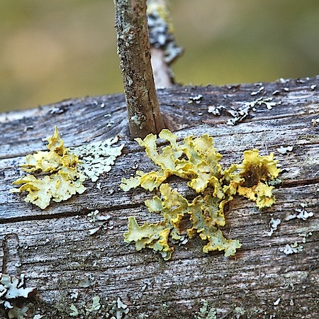 vulpicida pinastri
