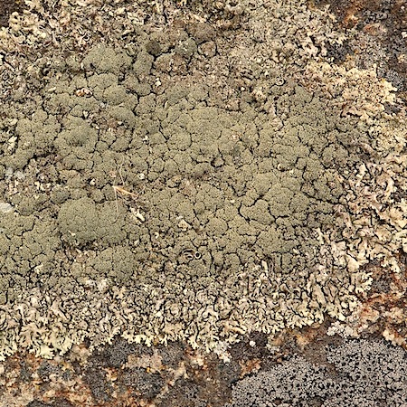 xanthoparmelia conspersa