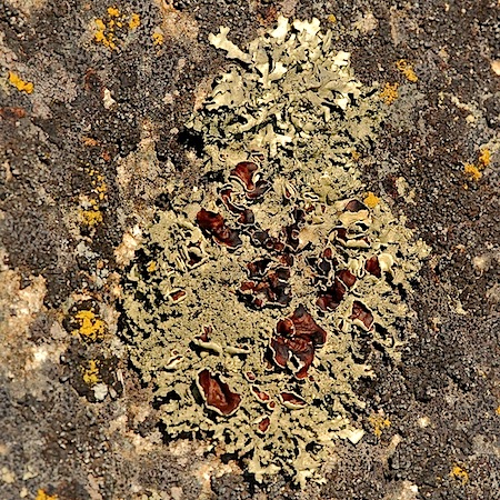 xanthoparmelia conspersa