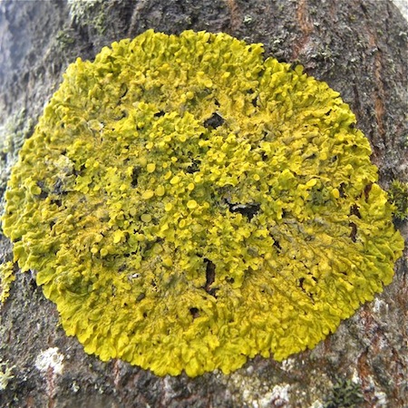 xanthoria parietine