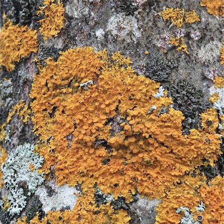 xanthoria parietine