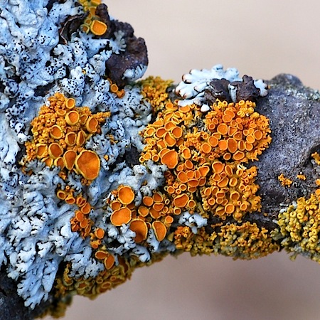 Polycauliona polycarpa