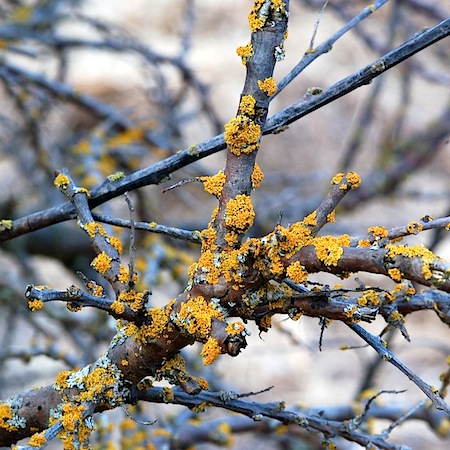 Polycauliona polycarpa