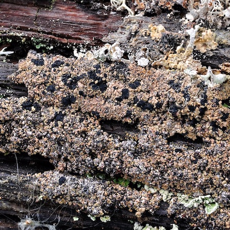 Xylopsora friesii