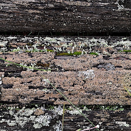 Xylopsora friesii