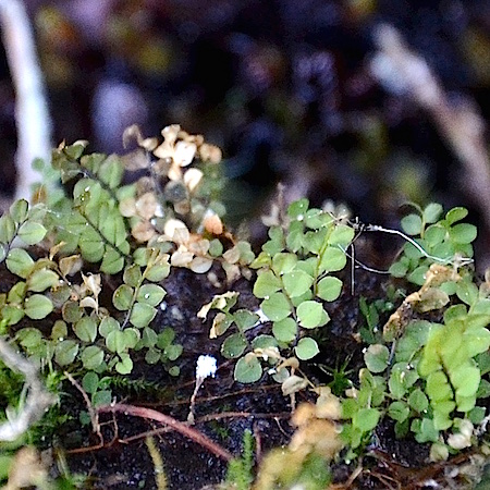 Cyrtomnium hymenophylloides