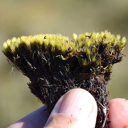Dicranum groenlandicum