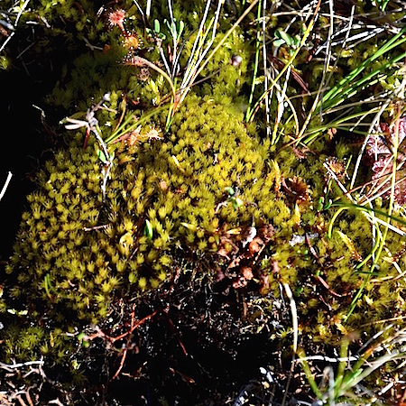 Dicranum groenlandicum