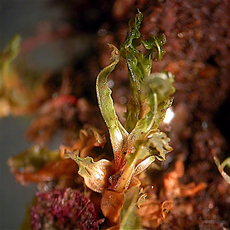 Encalypta procera