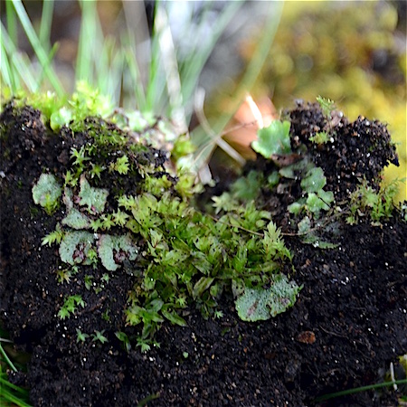 Encalypta procera