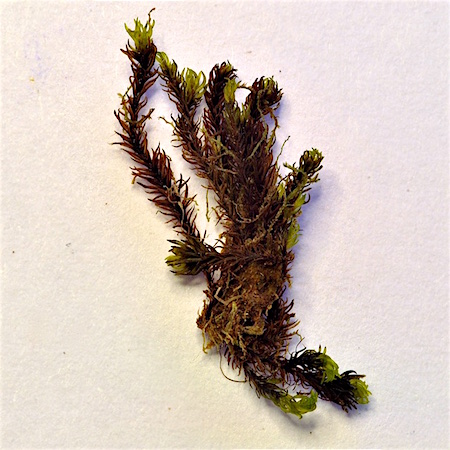Grimmia atrata