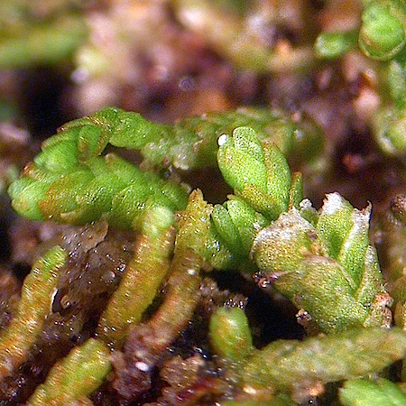 Gymnomitrion apiculatum