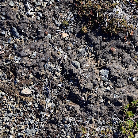 Gymnomitrion apiculatum