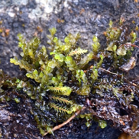 Jungermannia exsertifolia