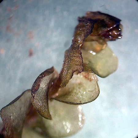 Jungermannia exsertifolia