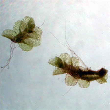 Jungermannia jenseniana