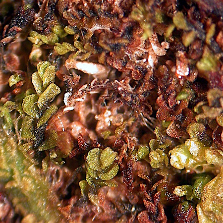 Jungermannia jenseniana