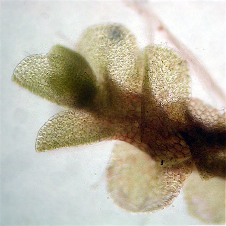 Jungermannia jenseniana