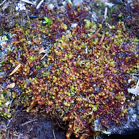 Mylia taylorii