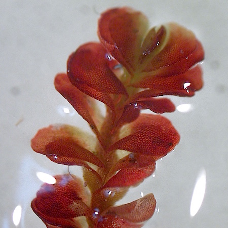 Mylia taylorii