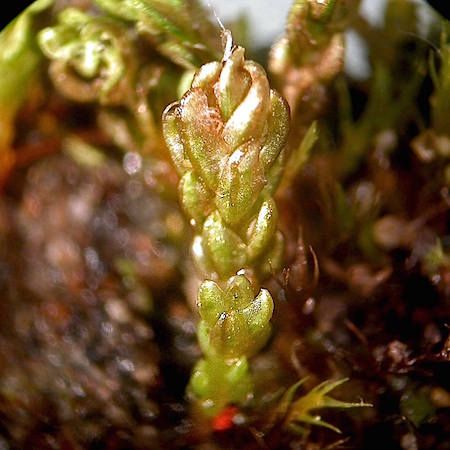 Psilopilum cavifolium