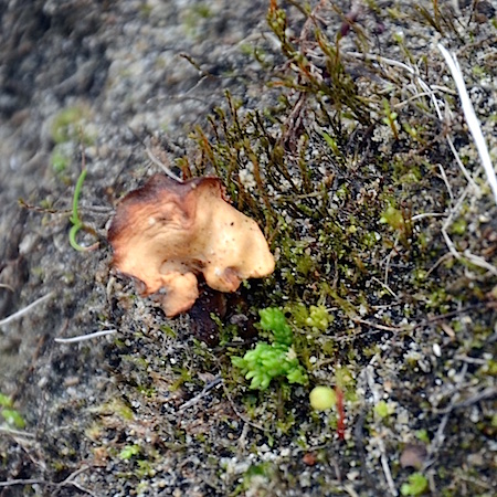 Psilopilum cavifolium