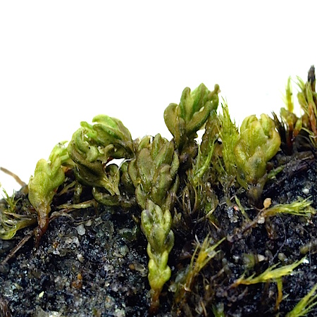 Psilopilum cavifolium