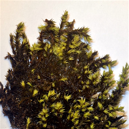 Racomitrium ericoides