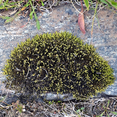 Racomitrium ericoides