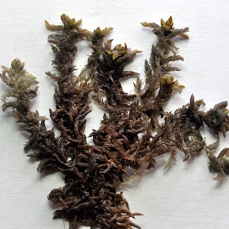 Sphagnum platyphyllum