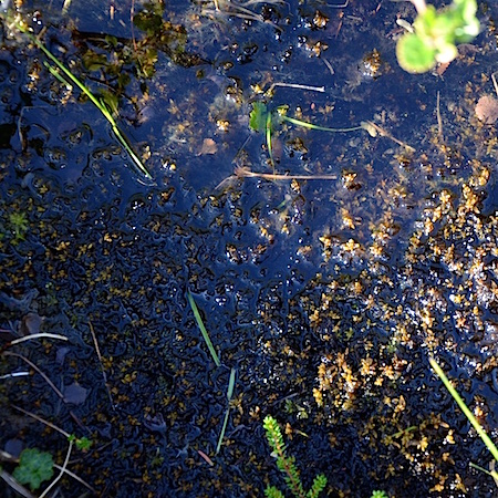 Sphagnum platyphyllum