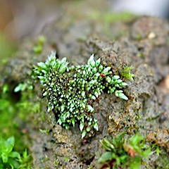 Bryum argenteum