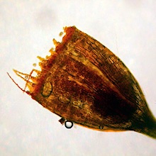 Rhabdoweisia crispata