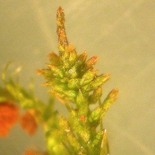 Pseudoleskeella nervosa